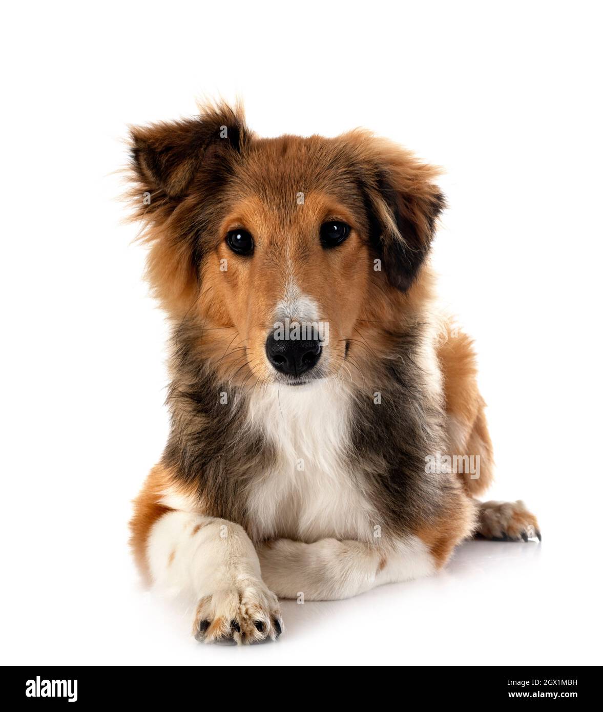 Shetland Sheepdog davanti a uno sfondo bianco Foto Stock