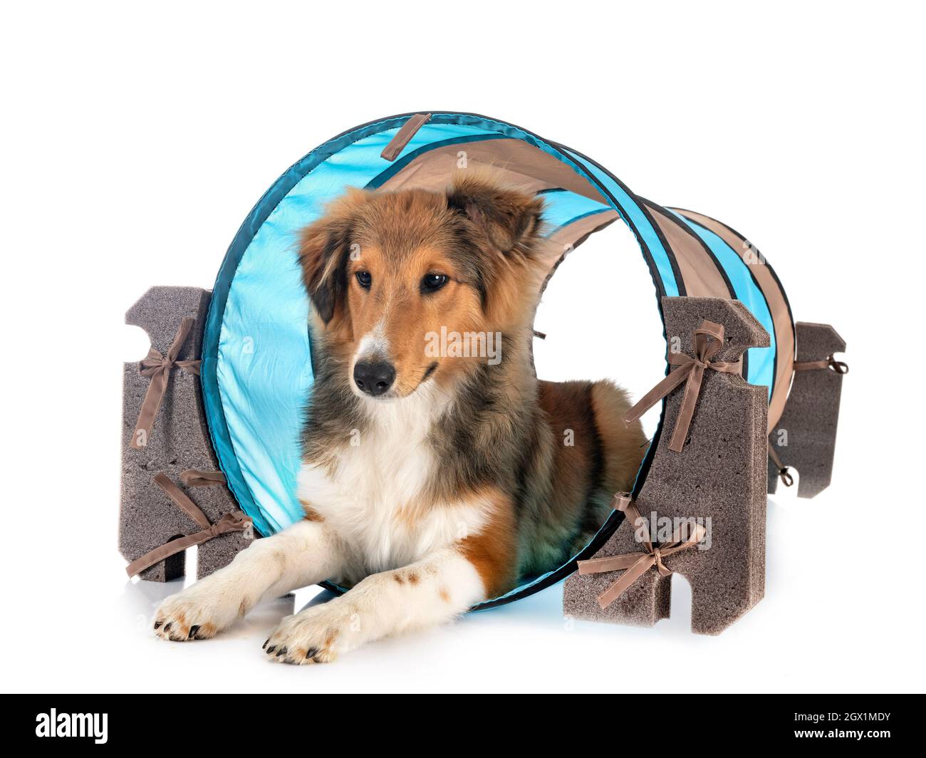 Shetland Sheepdog davanti a uno sfondo bianco Foto Stock