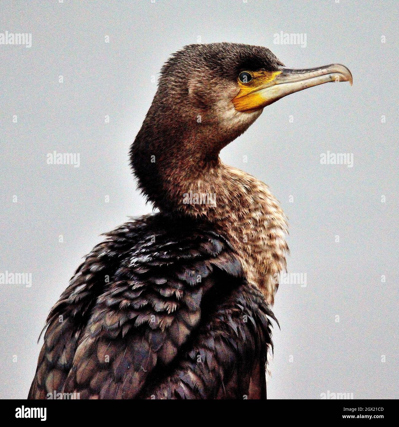 Close-up di un uccello Foto Stock