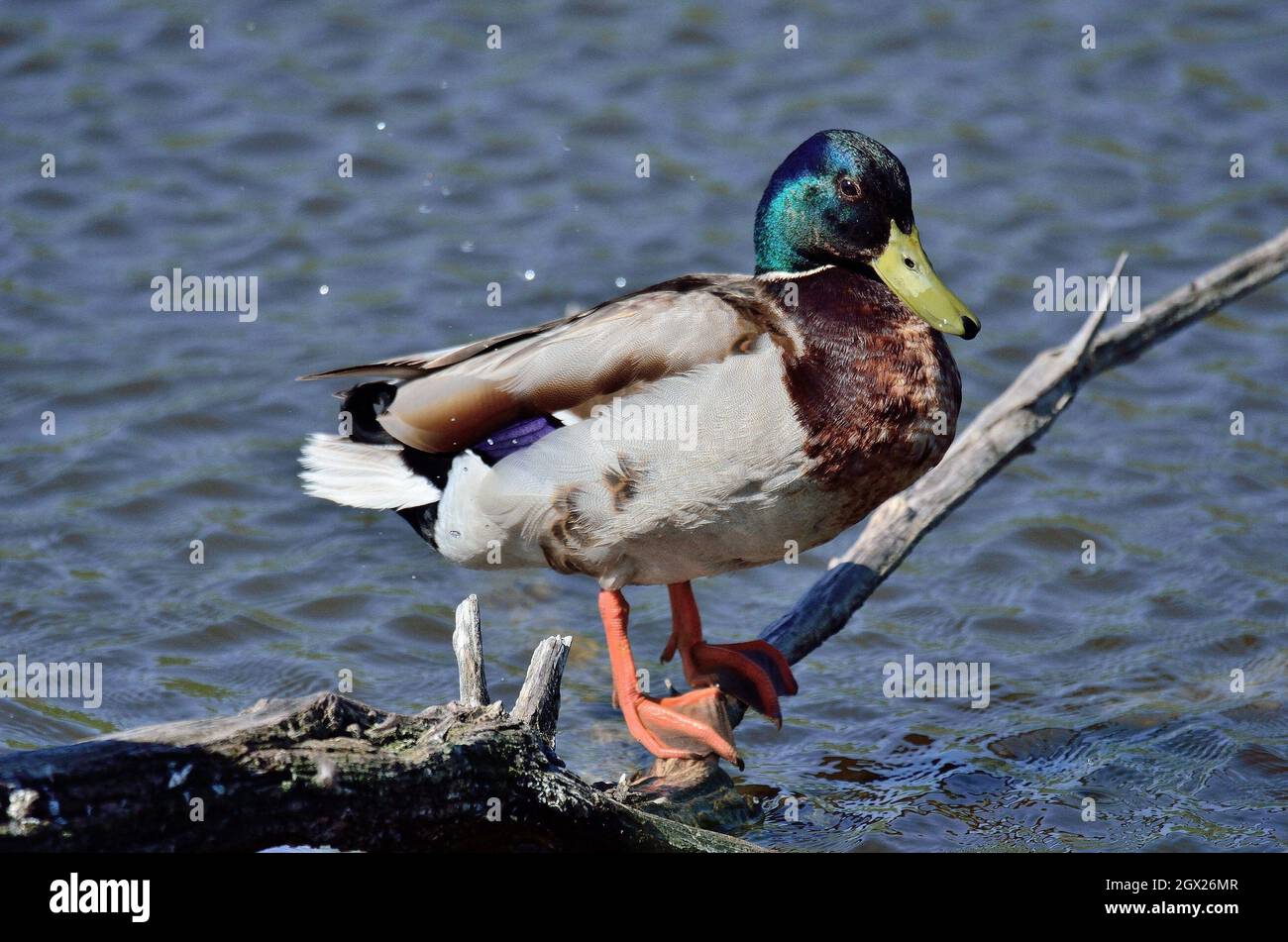 Close-up di Mallard duck sul lago Foto Stock