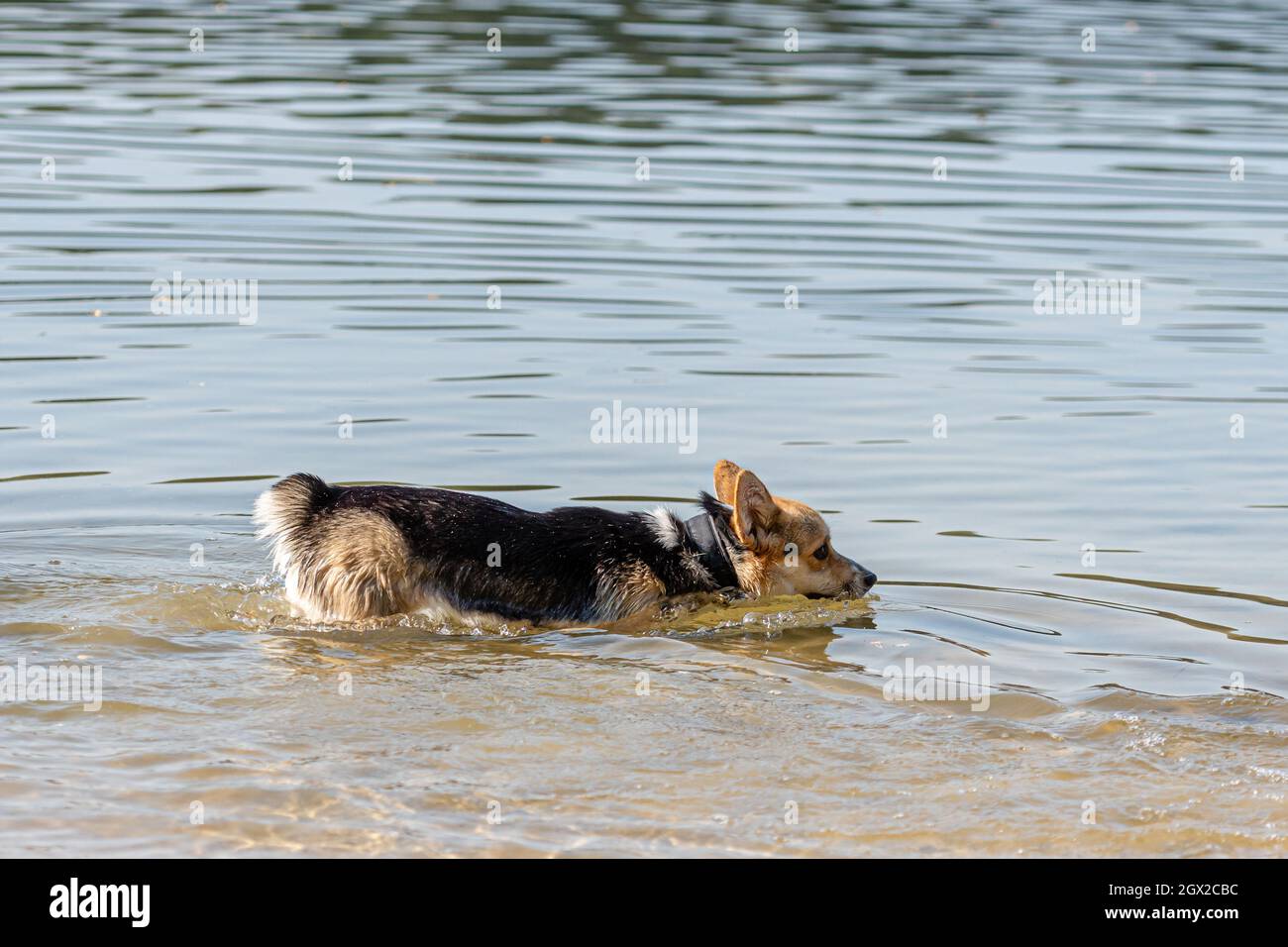 Welsh Corgi Pembroke Dog nuota nel lago e gode Di una giornata di sole Foto Stock