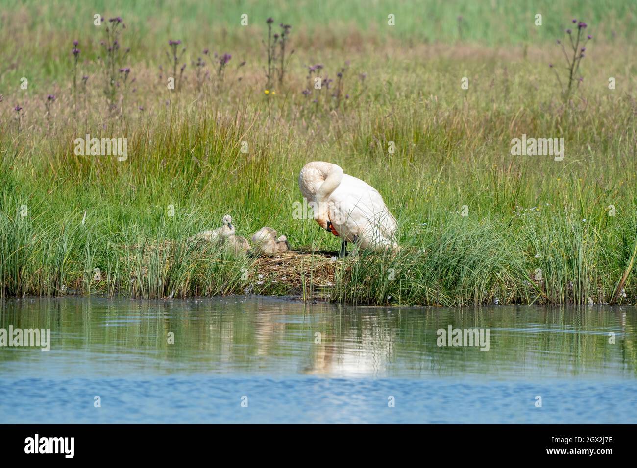 Giovani cigni grigi nell'erba lungo un lago. Madre cigno si trova accanto ad esso, con riflesso nell'acqua blu. Pulcini, animali giovani, cigni giovani. Foto Stock