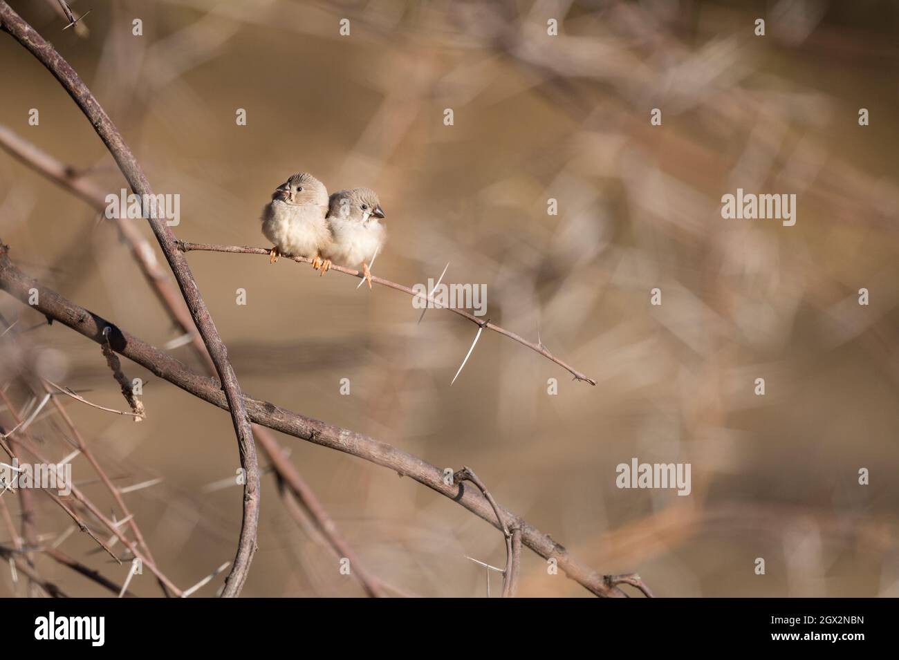 Due zebre giovani fiches coccolare insieme nel caldo sole arroccato su una protezione spine cespuglio nel Queensland centrale occidentale in Australia. Foto Stock