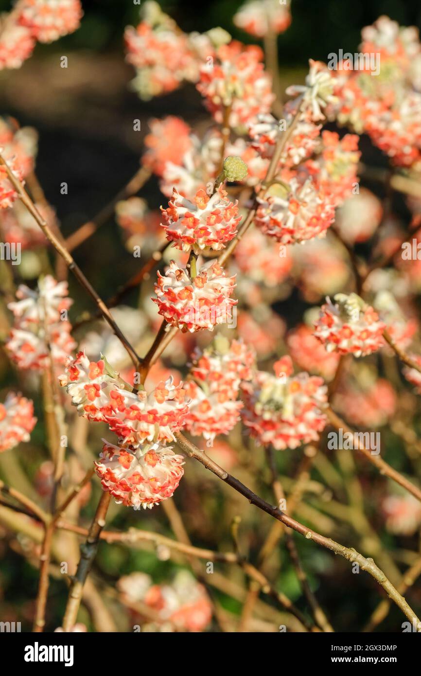 Paperbush, Edgeworthia chrysantha Rubra, cespuglio di carta orientale 'Drago Rosso', Edgeworthia chrysantha 'Drago Rosso', cespuglio di carta 'Drago Rosso'. Fragrante, vinci Foto Stock