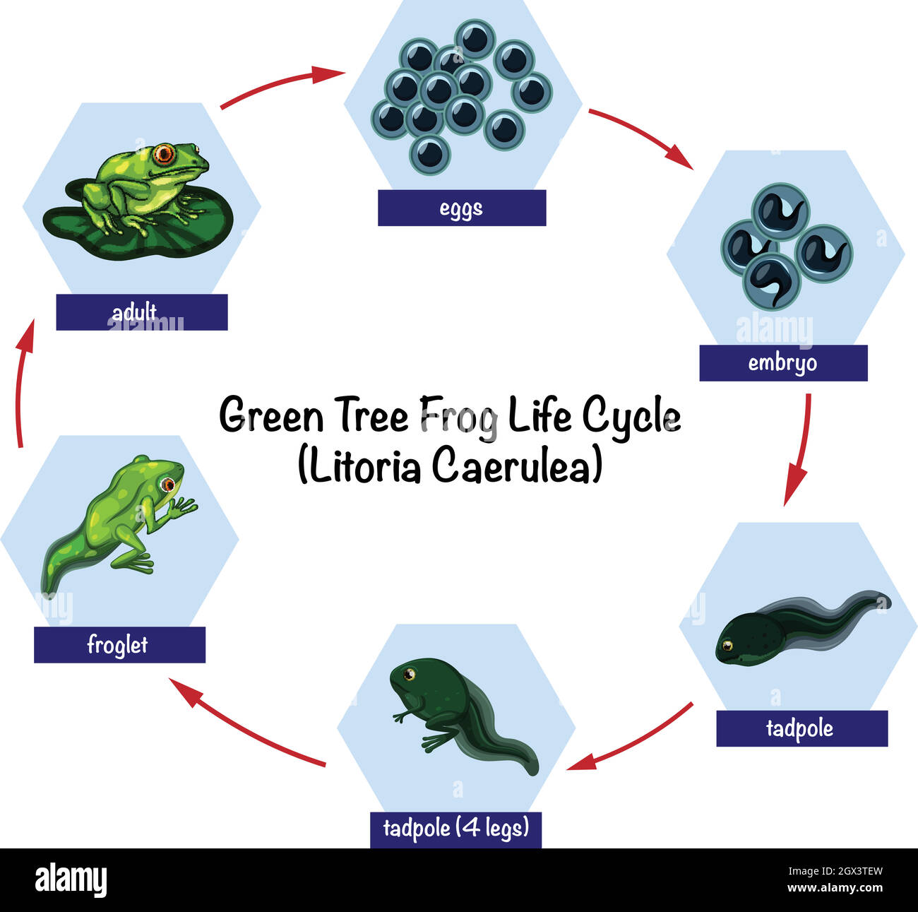Ciclo di vita della rana verde Illustrazione Vettoriale