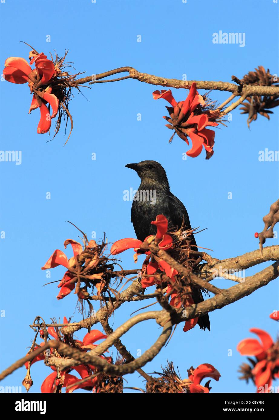 Starling ad ali rosse, Onychognathus morio su un ramo di un albero di corallo con bellissimi fiori rossi Foto Stock