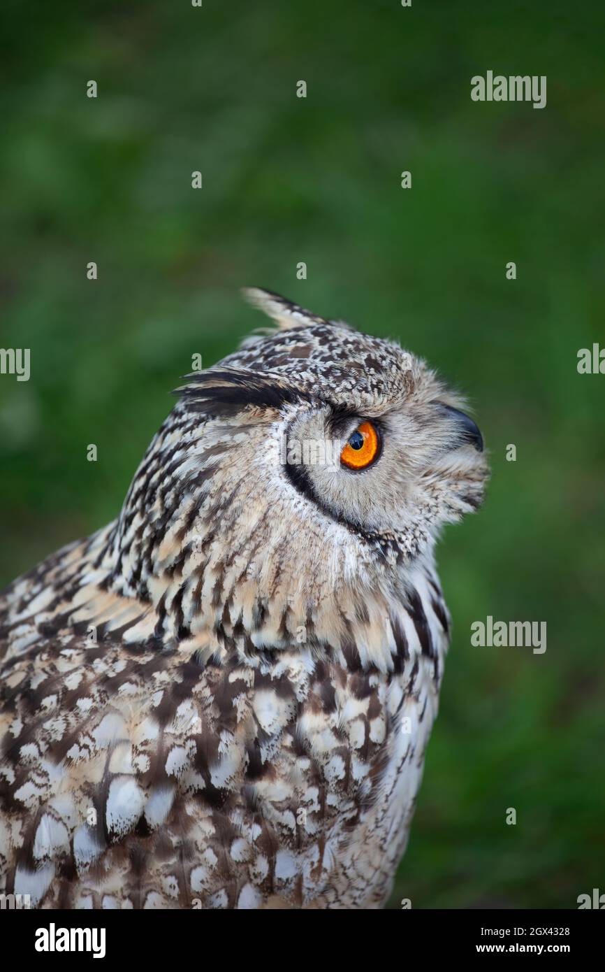 Indian Eagle Owl (Bubo bengalensis) o Bengala Eagle Owl, Rock Eagle Owl, famiglia: Strigidaenative, regione: Indian Subcontinent. Foto Stock