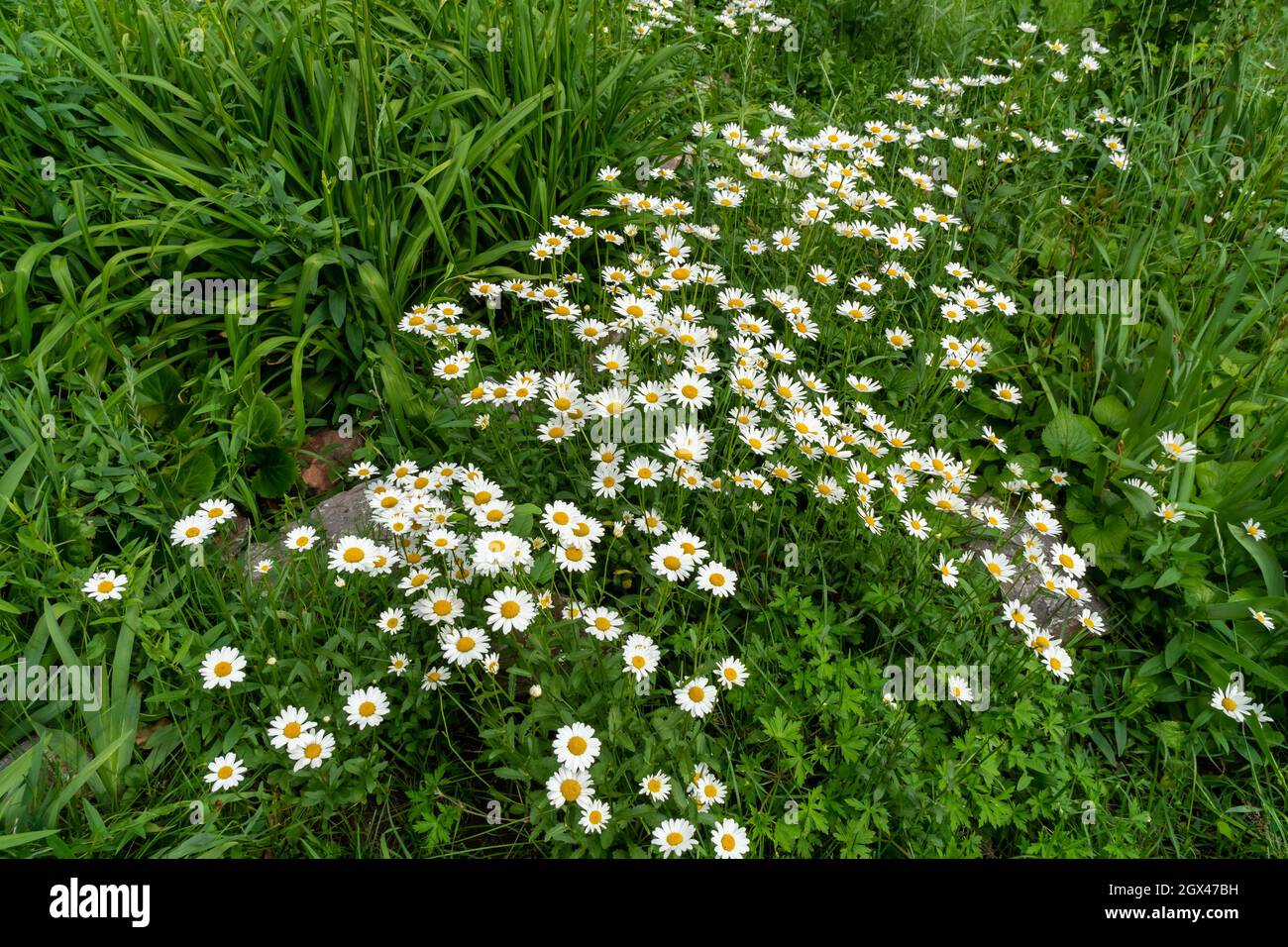 Molti cespugli di margherite bianche (lat.Matricária) su uno sfondo di prato verde. Foto Stock