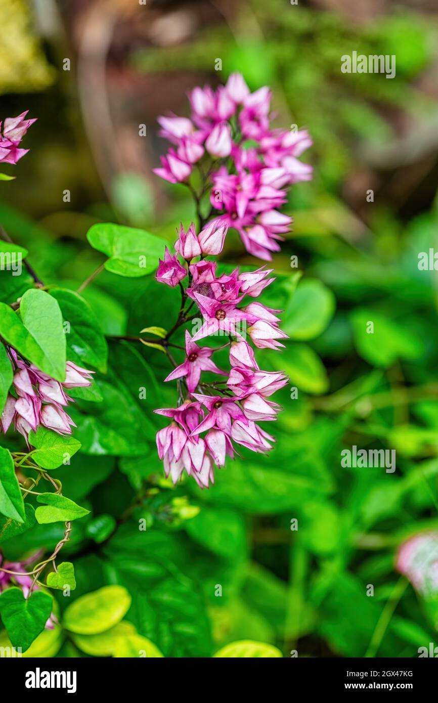 Gentianaceae è una famiglia di piante fiorite di 103 generi e circa 1600 specie. Foto Stock