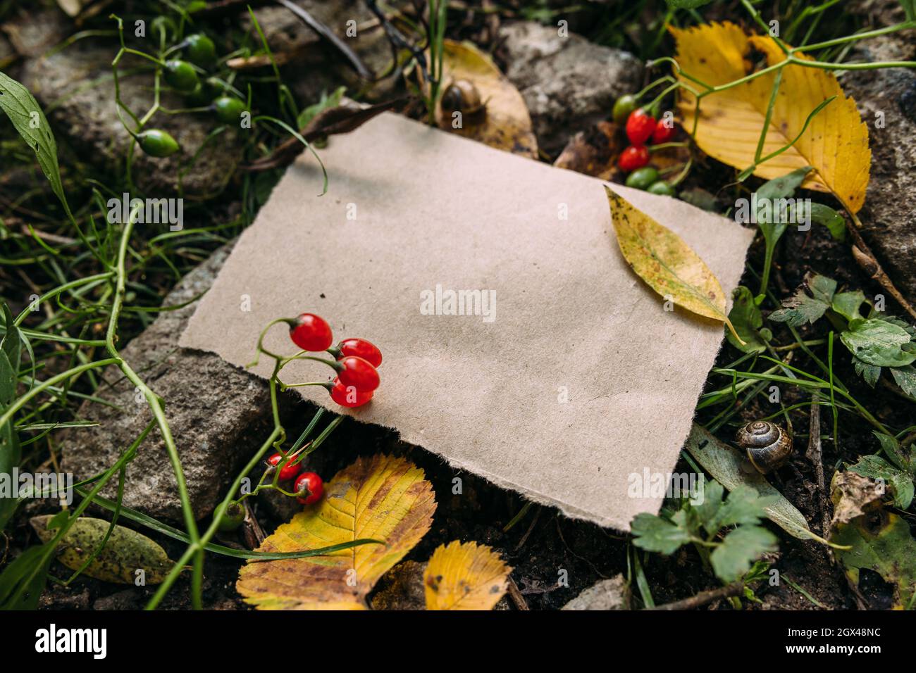 Modello di mockup di carta artigianale sullo sfondo della foresta magica autunno natura Foto Stock