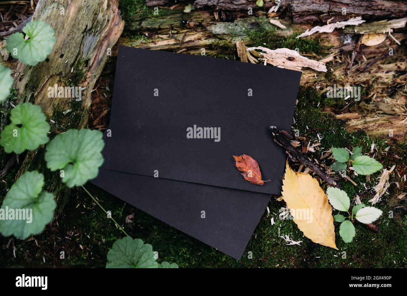 Modello di mockup nero di carta artigianale sullo sfondo della natura magica foresta Foto Stock