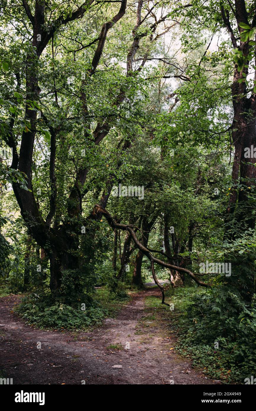 Atmosfera mistica nella foresta antica. Sfondo fantasy con strada e albero rotto Foto Stock