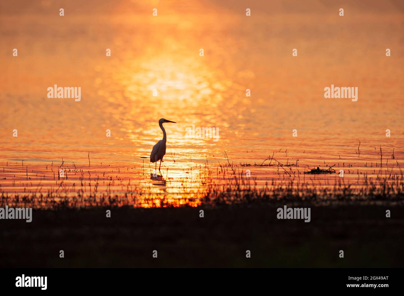 Un grande Egret a piedi nel lago al tramonto. Acqua scintillante negli sfondi. Silhouette. Foto Stock