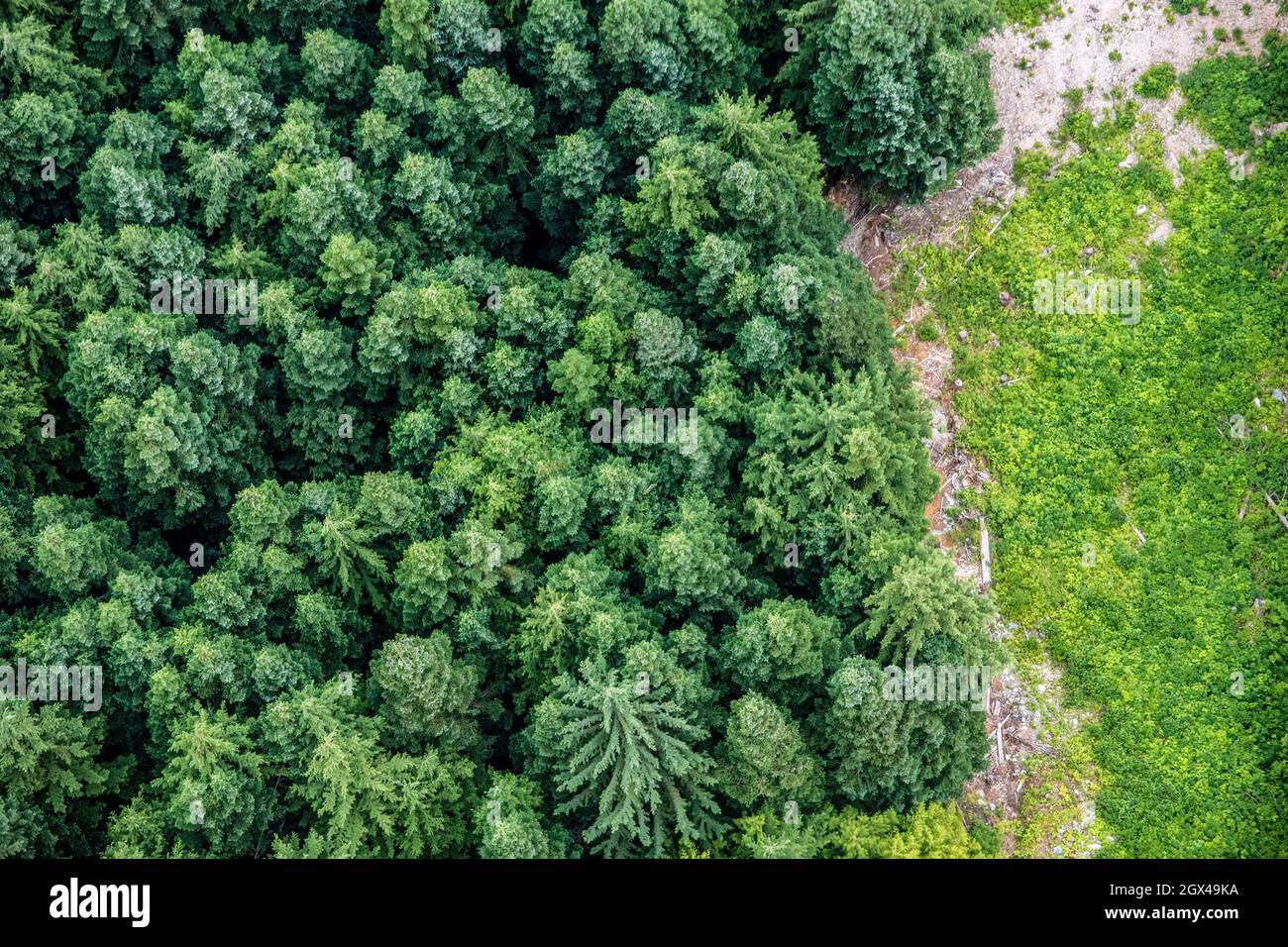 Vista aerea di una foresta verde Foto Stock