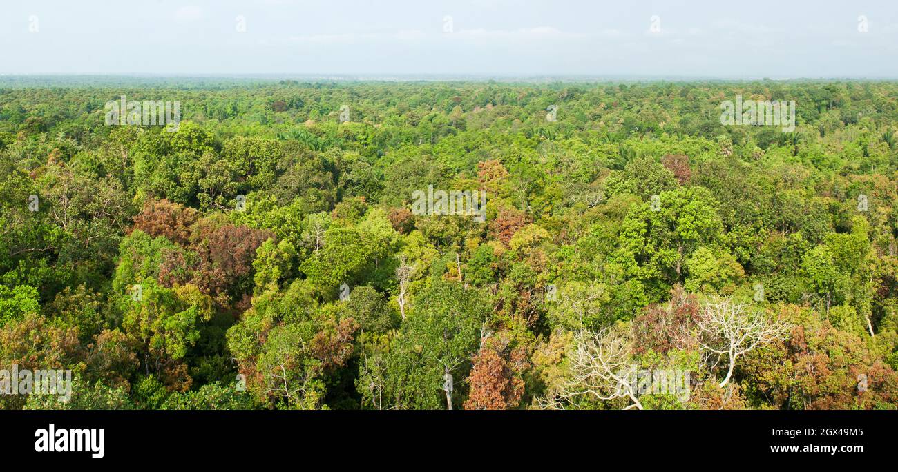 Vista aerea panoramica della foresta di paludi di torba all'alba, baldacchino verde, ramo e fogliame. Narathiwat, Tailandia. Foto Stock