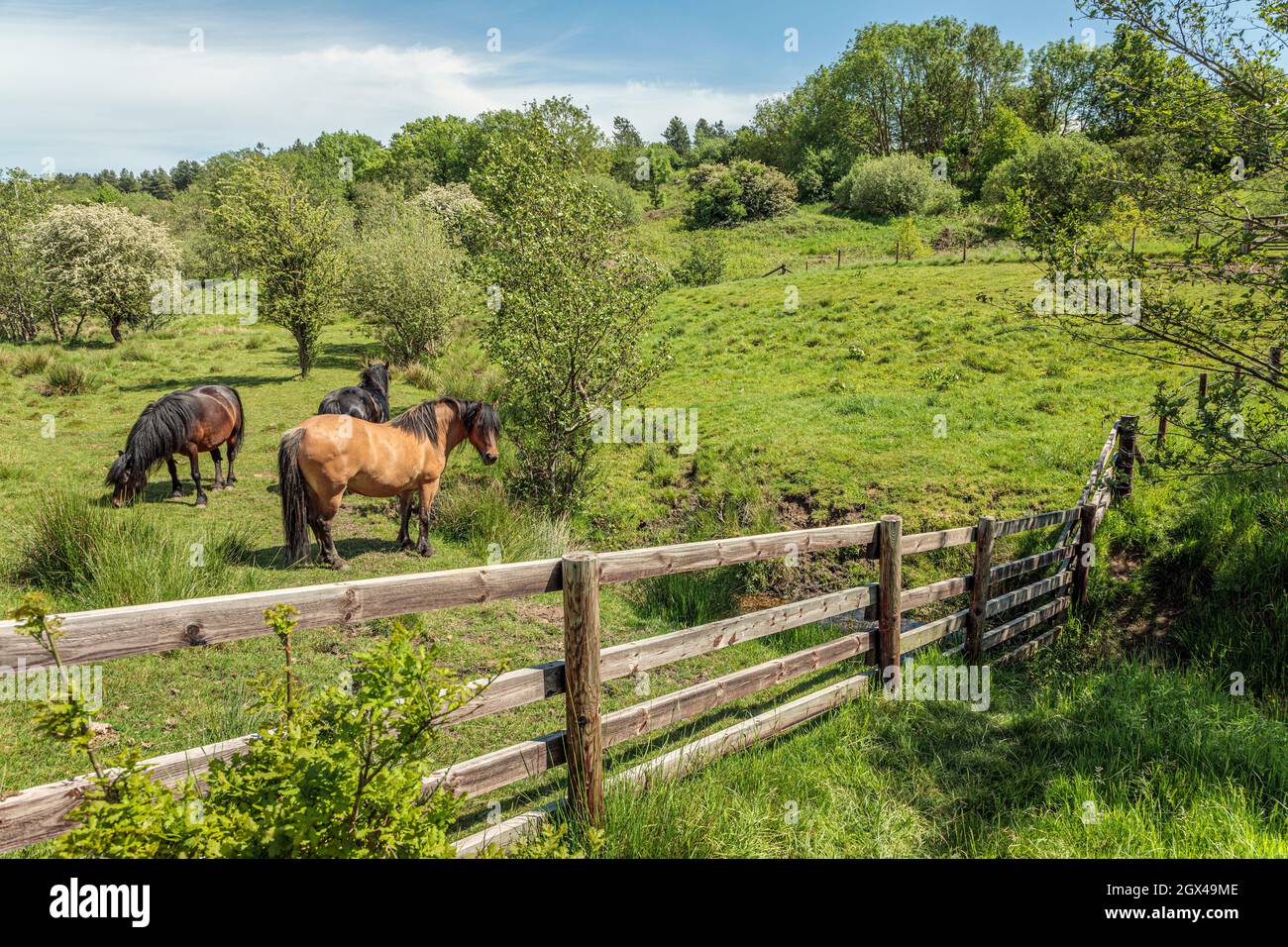 Ponies pascolo nella riserva naturale di Snipe Dales, vicino Hagworthingham, Lincolnshire Foto Stock
