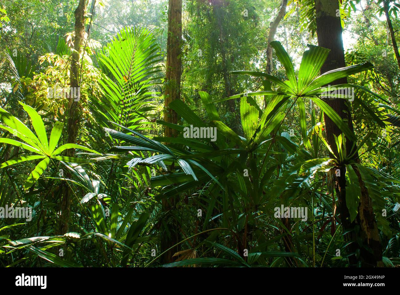 L'Alba splende sulla foresta di paludi di torba e piante tropicali verdi sul terreno della foresta. Narathiwat, Tailandia. Foto Stock