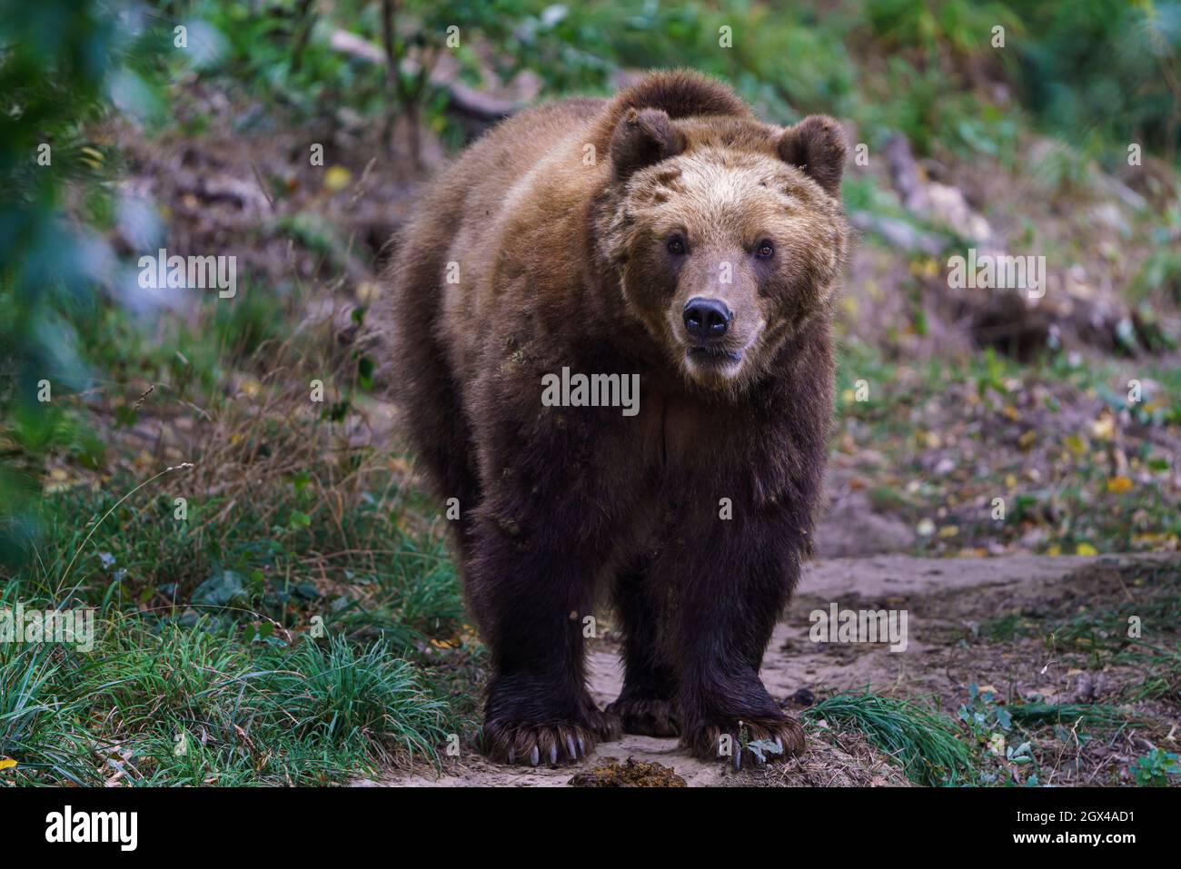 Orso bruno Kamchatka nella foresta, Ursus arctos beringianus Foto Stock