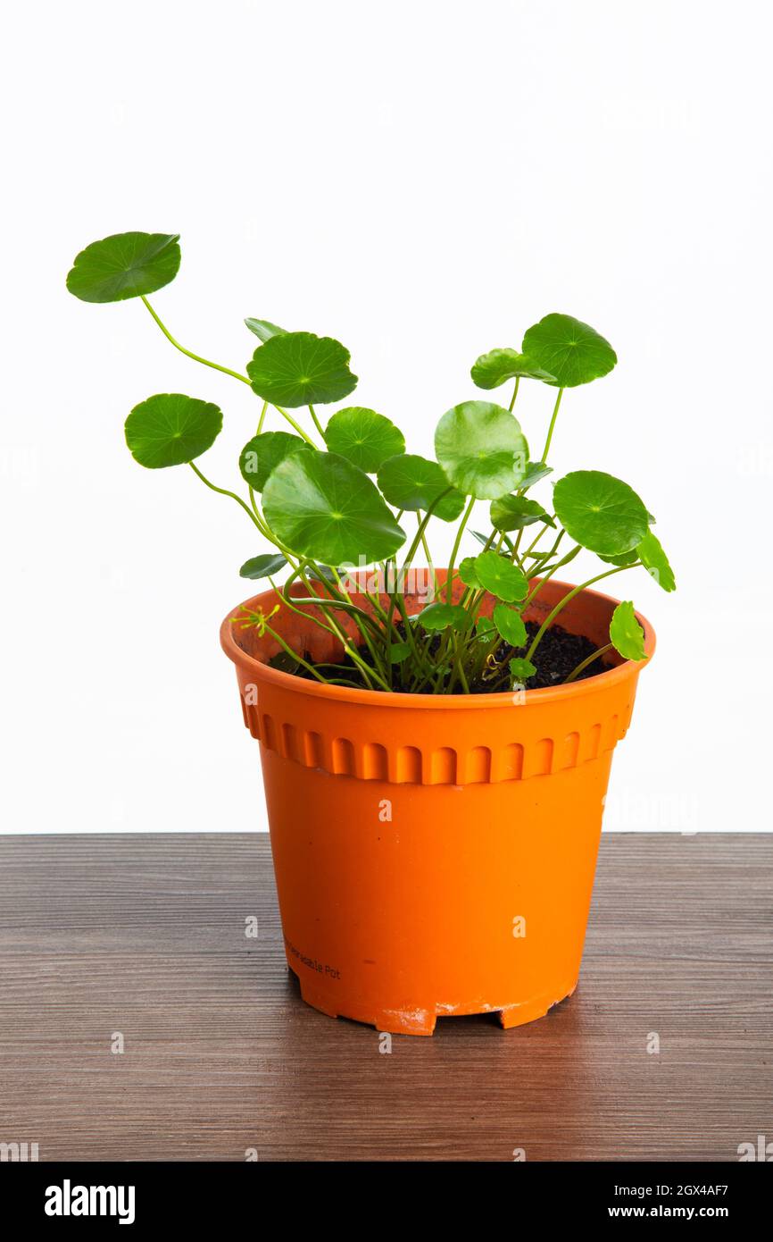 Una pentola di Pilea Peperomioides pianta su sfondo bianco Foto Stock