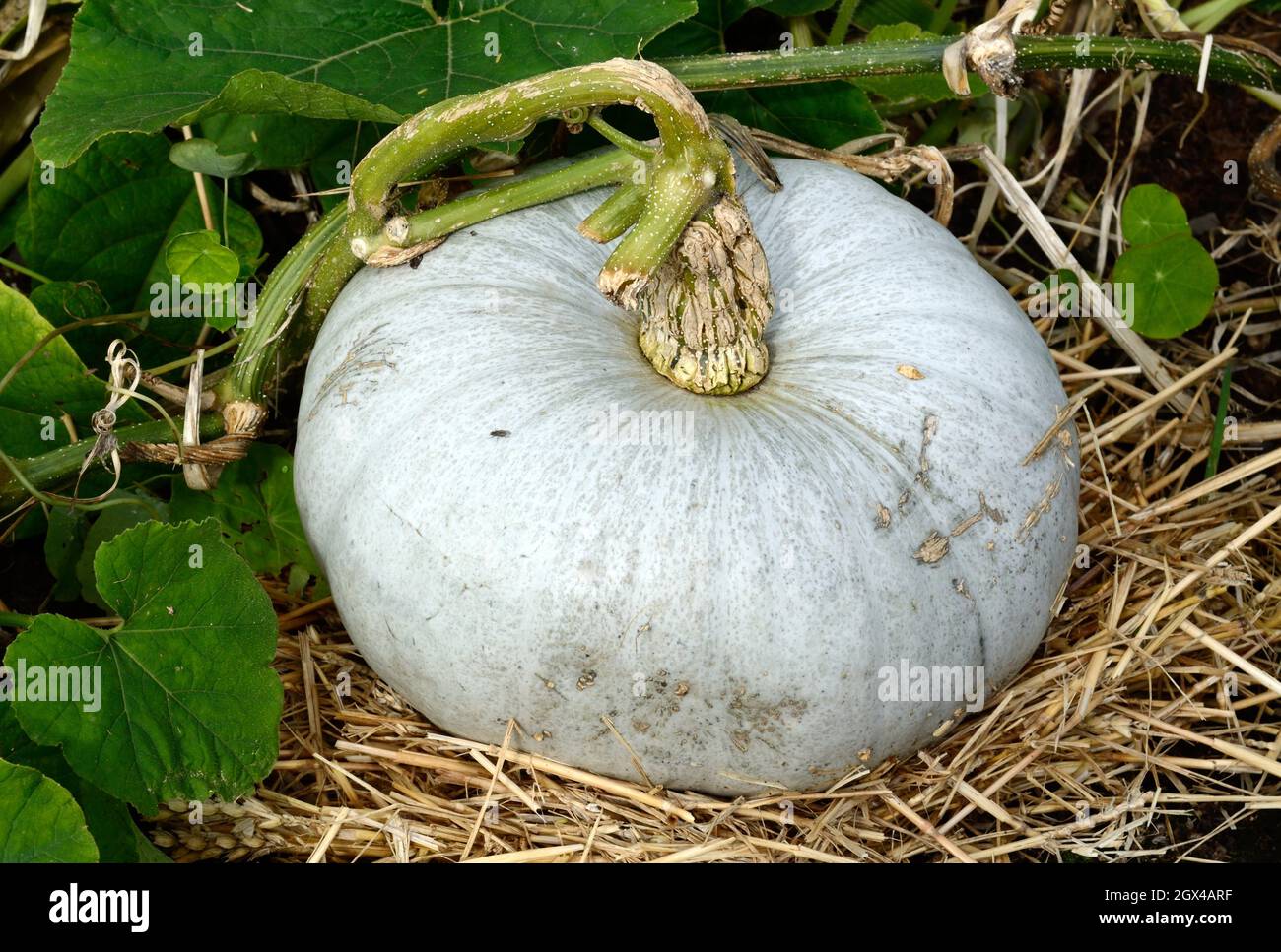 Zucca blu ungherese Cucurbita maxima Foto Stock
