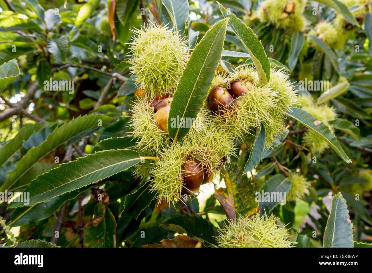 Castagno spagnolo dolce (Castanea sativa) su albero, Spagna. Foto Stock