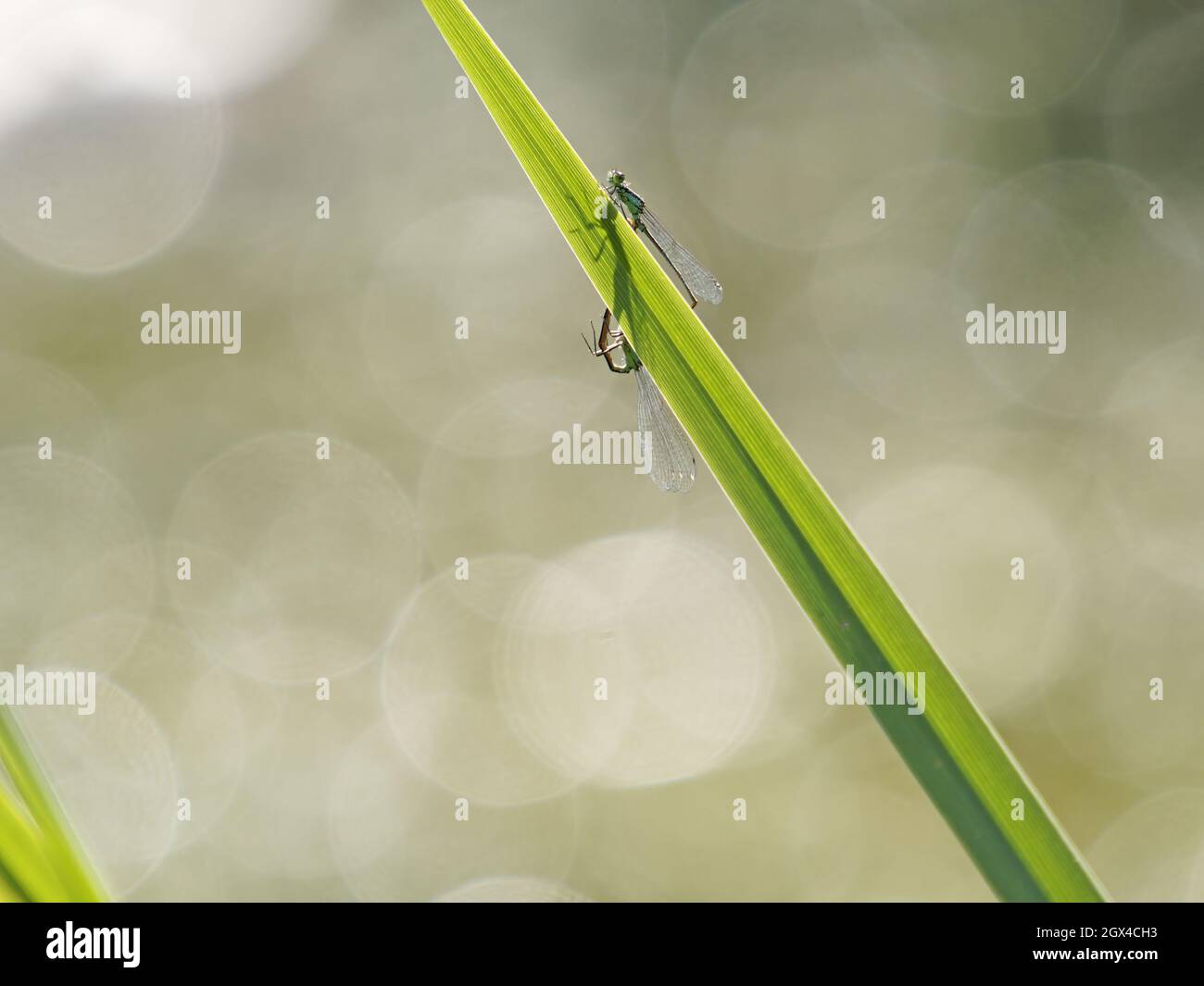 Damselfly con coda blu - coppia di accoppiamento Ischnura elegans Essex, UK IN001371 Foto Stock