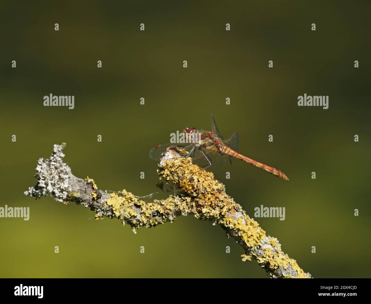 Common Darter - maschio su lichen ramo coperto Sympetrum striolatum Essex, UK IN001399 Foto Stock