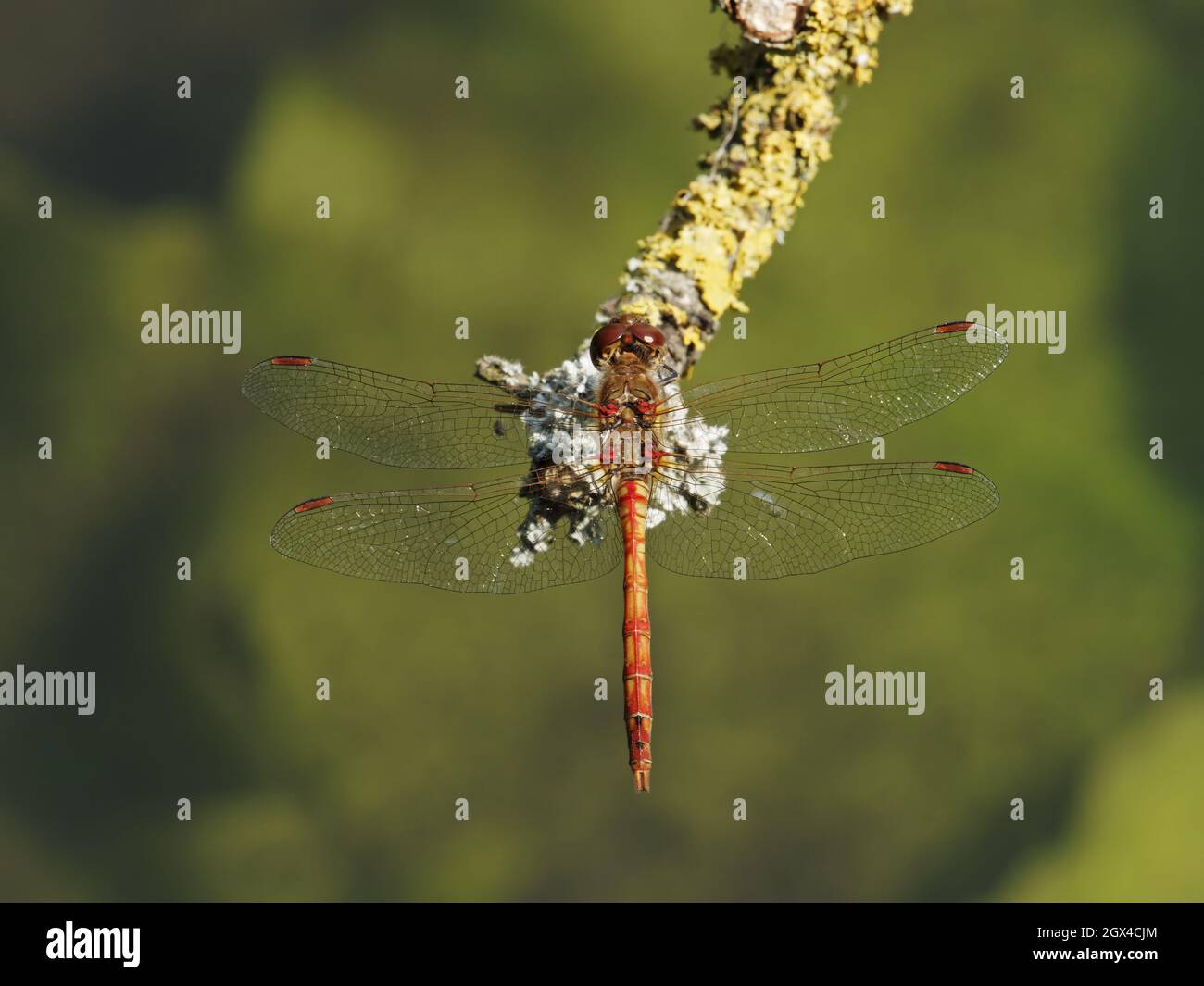 Common Darter - maschio su lichen ramo coperto Sympetrum striolatum Essex, UK IN001403 Foto Stock