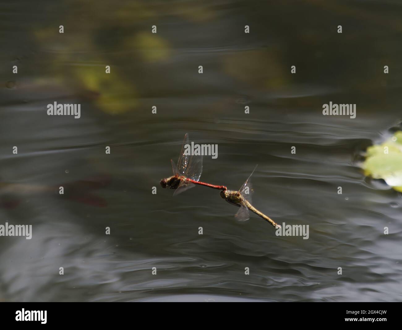 Comune Darter Dragonfly - coppia che deglando Sympetrum striolatum Essex, UK IN001456 Foto Stock