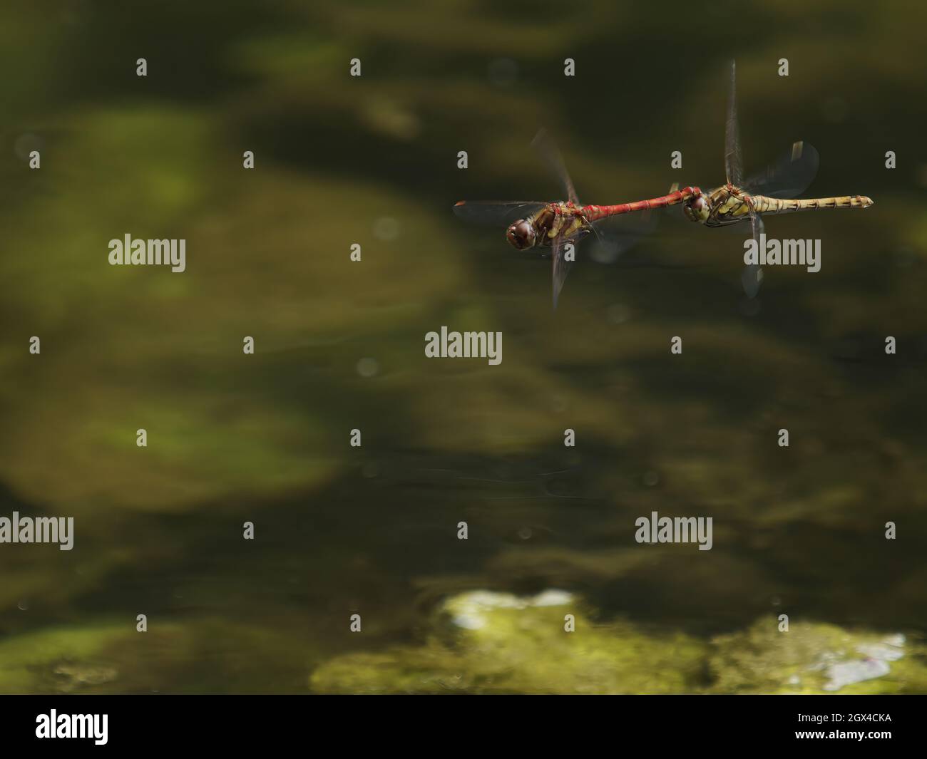 Comune Darter Dragonfly - coppia che si aggrappa in volo Sympetrum striolatum Essex, UK IN001474 Foto Stock