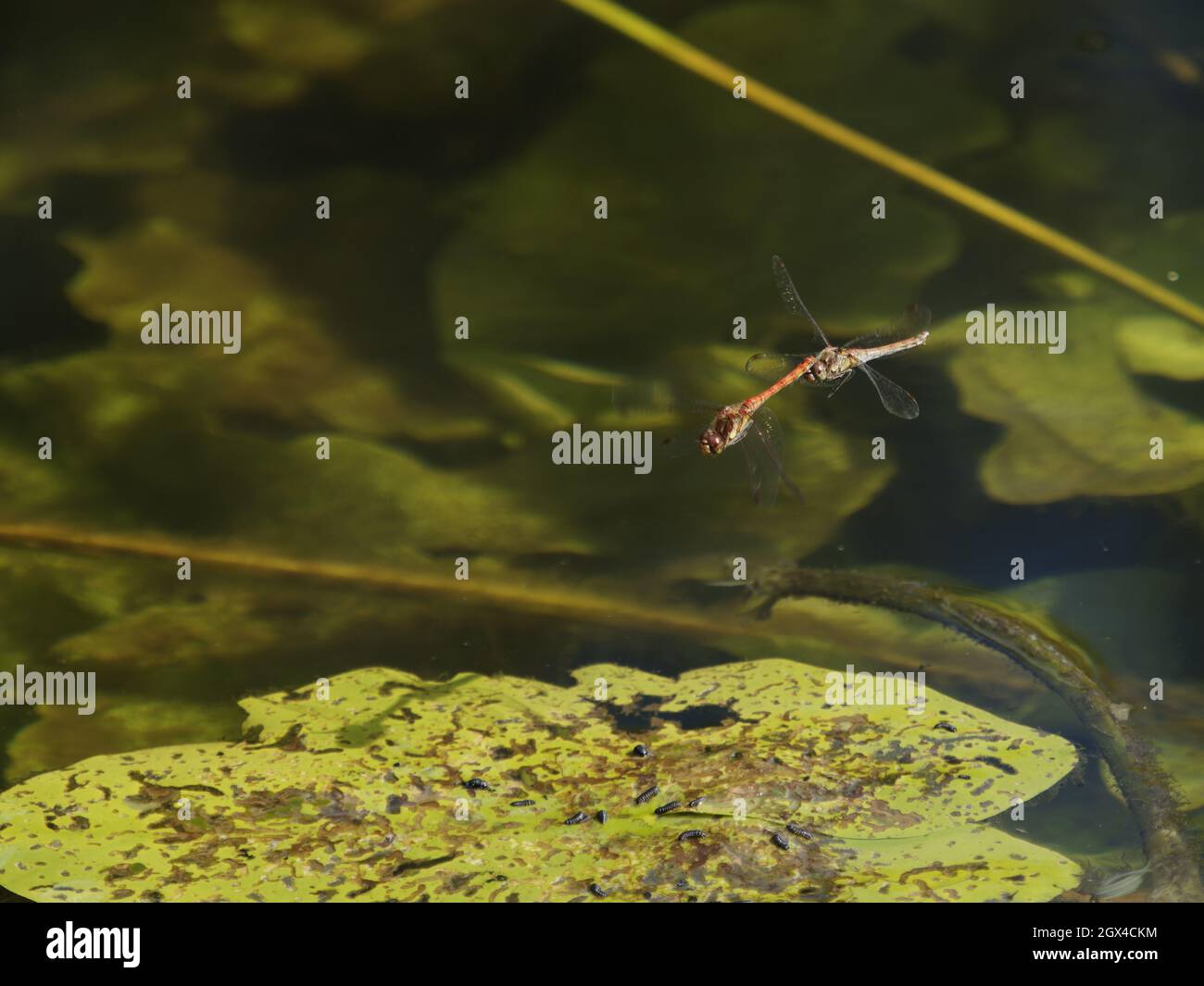 Comune Darter Dragonfly - coppia che deglando Sympetrum striolatum Essex, UK IN001612 Foto Stock