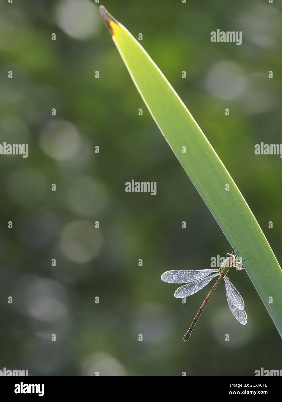 Willow Emerald Damselfly - retroilluminata Chalcolestes viridis Essex, UK IN001651 Foto Stock