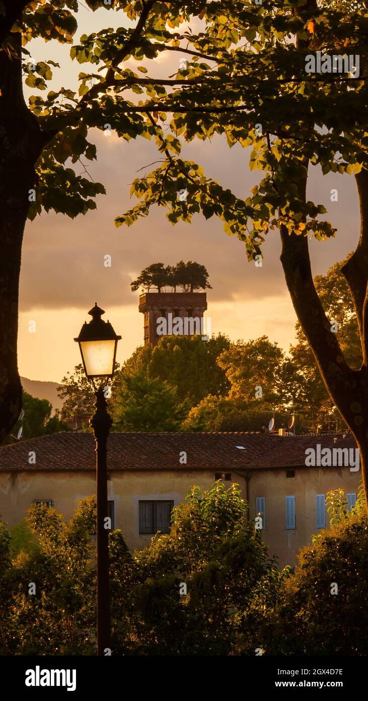 Tramonto a Lucca. Vista di Torre Guinigi, la più famosa torre medievale di Lucca, con un vecchio lampione da parco antiche mura Foto Stock
