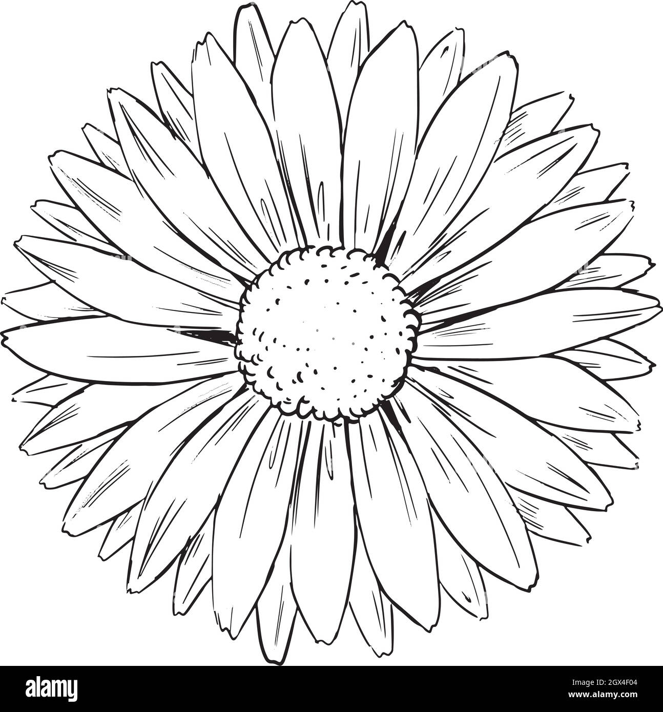 Forma e forma del fiore Illustrazione Vettoriale