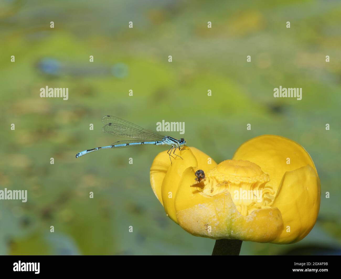Azure Damselfly - maschio su Yellow Waterlily Flower Coenagrion puella Essex, UK IN002154 Foto Stock