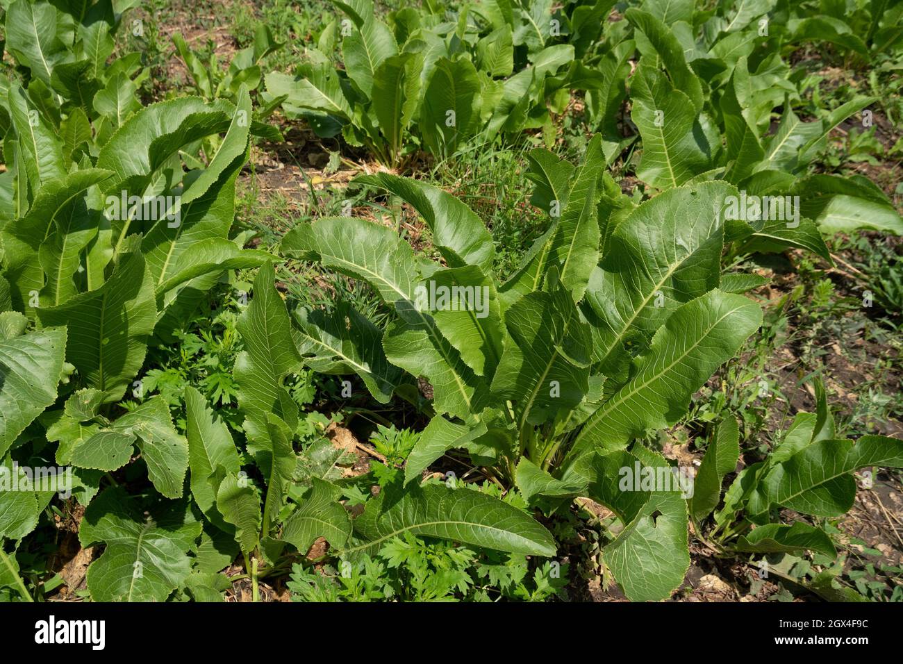I cespugli di rafano (Armorácia rusticána latino), una pianta vegetale perenne, crescono in un orto in una giornata estiva soleggiata. Foto Stock