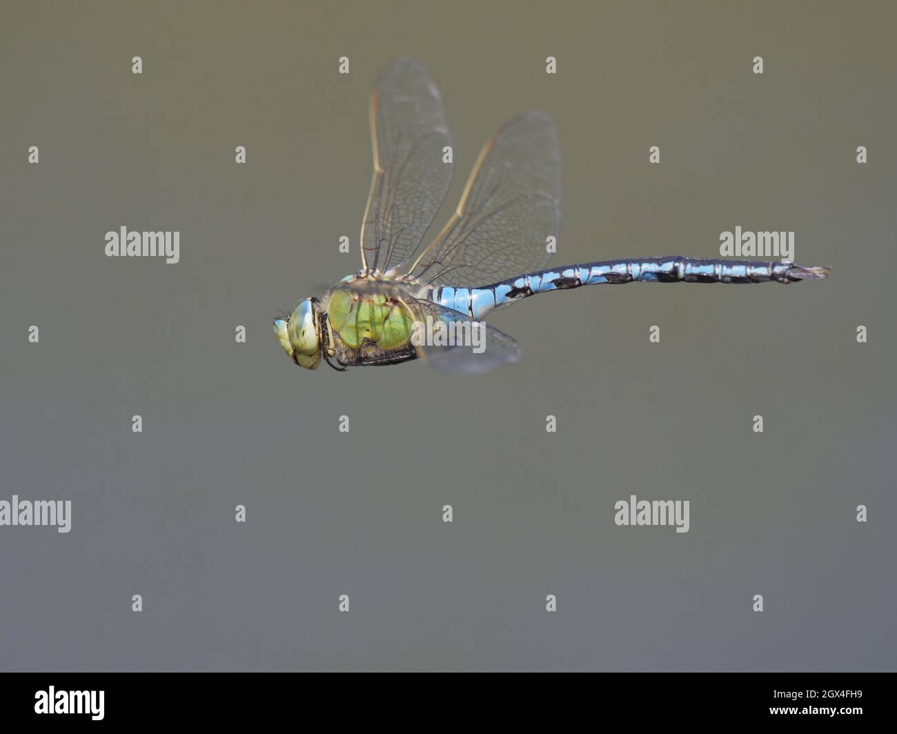 Imperatore Dragonfly - maschio in volo Anax imperator Essex, UK IN002203 Foto Stock