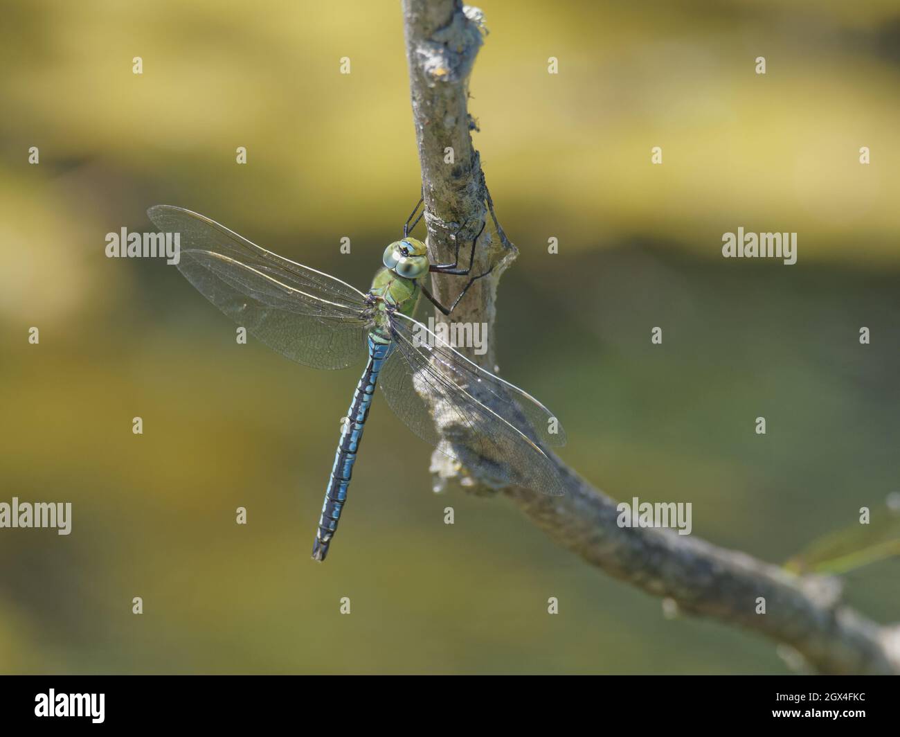 Imperatore Dragonfly - maschio a riposo Anax imperator Essex, UK IN002207 Foto Stock