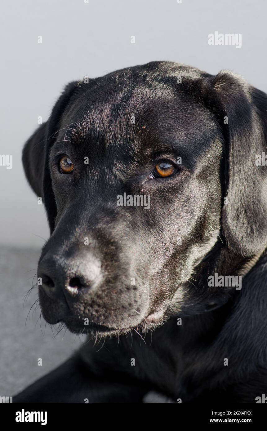 Nero Labrador Retriever cane, divertente primo piano viso e look, sfondo  neutro. Pelliccia lucida al sole, posizione di riposo, non sollecitata con  la lingua fuori Foto stock - Alamy