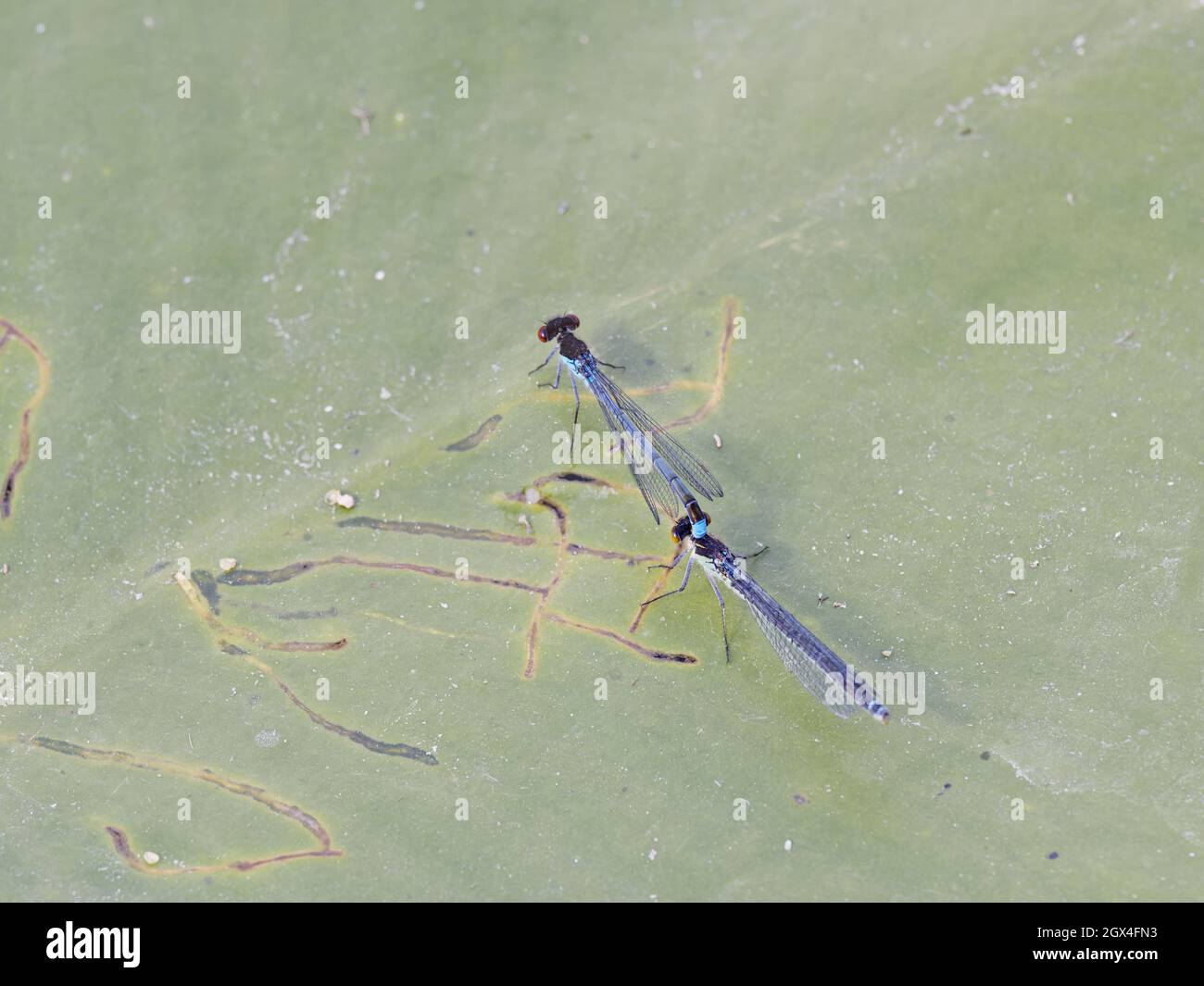 Red Eyed Damselfly - accoppiamento della coppia Erythromma najas Essex,UK IN002221 Foto Stock