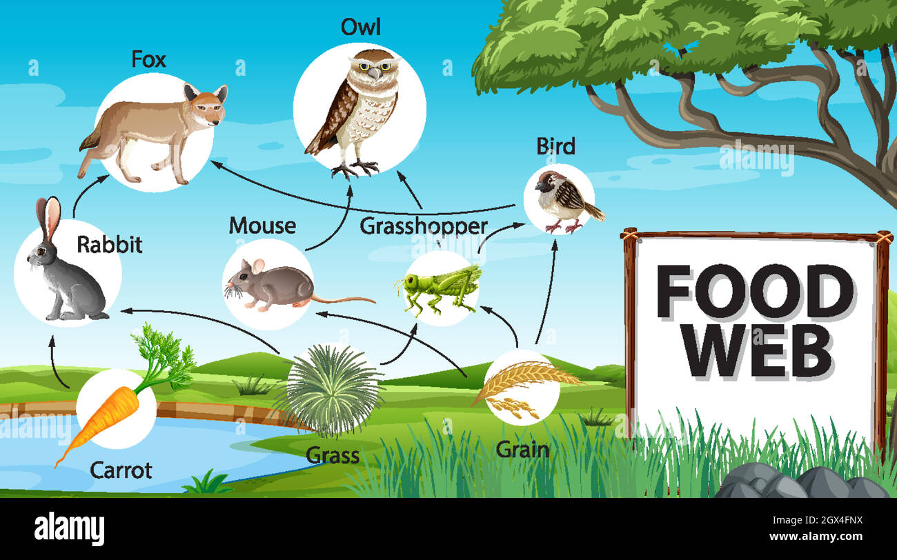 Concetto di diagramma della catena alimentare sullo sfondo della foresta Illustrazione Vettoriale