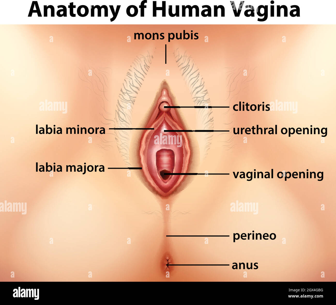 Diagramma che mostra l'anatomia della vagina umana Illustrazione Vettoriale