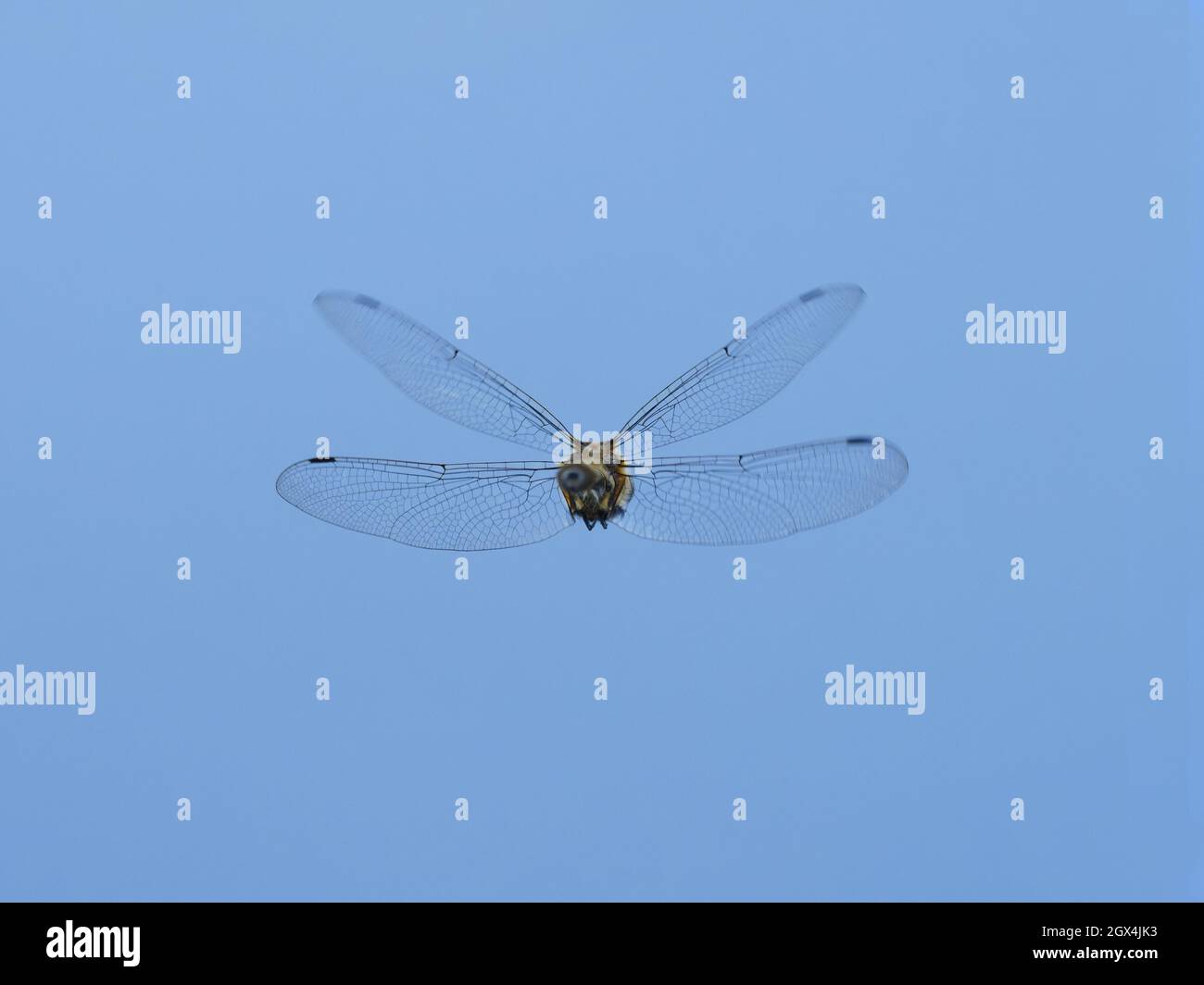 Downy Emerald Dragonfly - in volo Cordulia aenea Essex, UK IN002337 Foto Stock