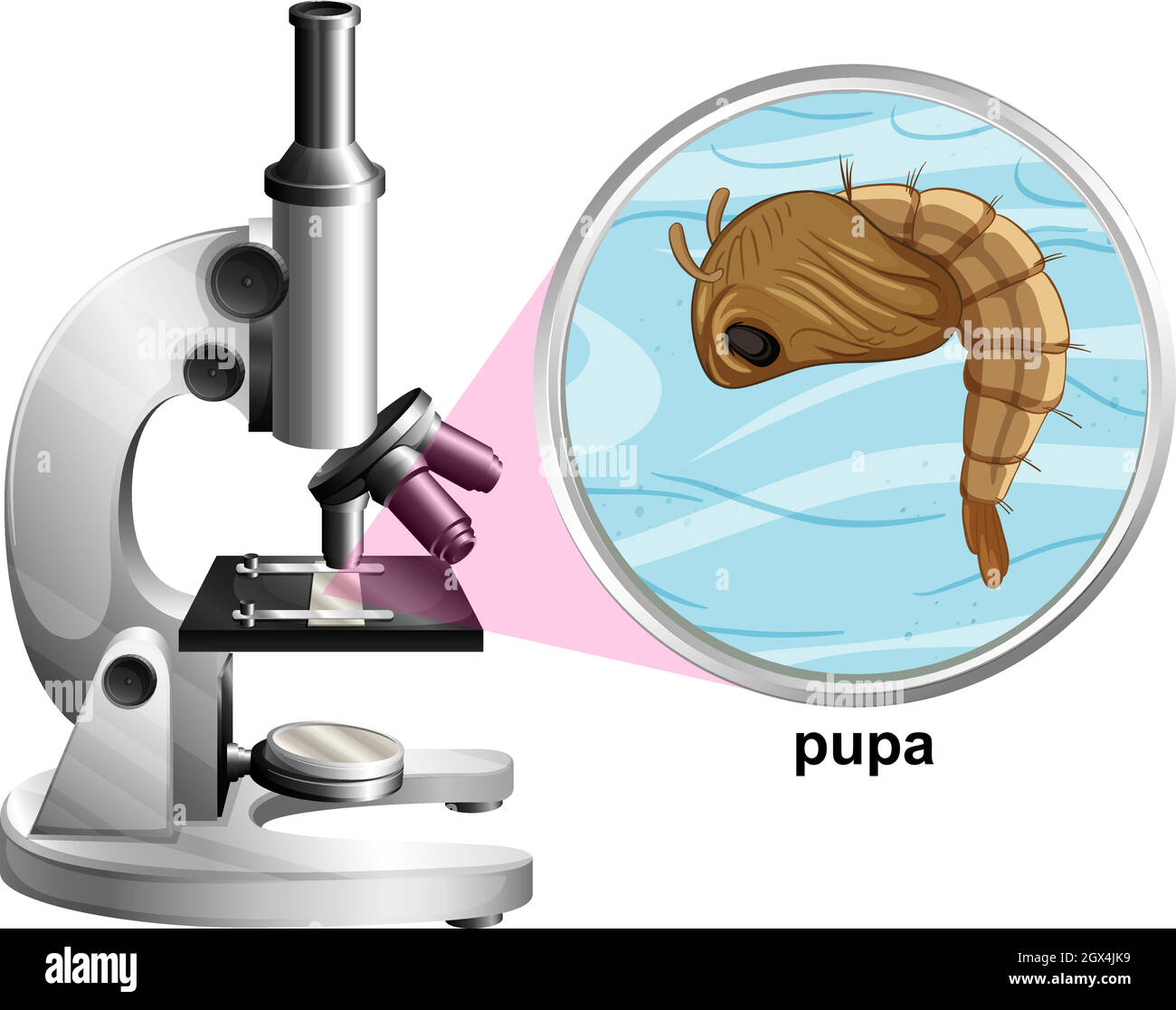 Microscopio con pupa zanzara su sfondo bianco Illustrazione Vettoriale