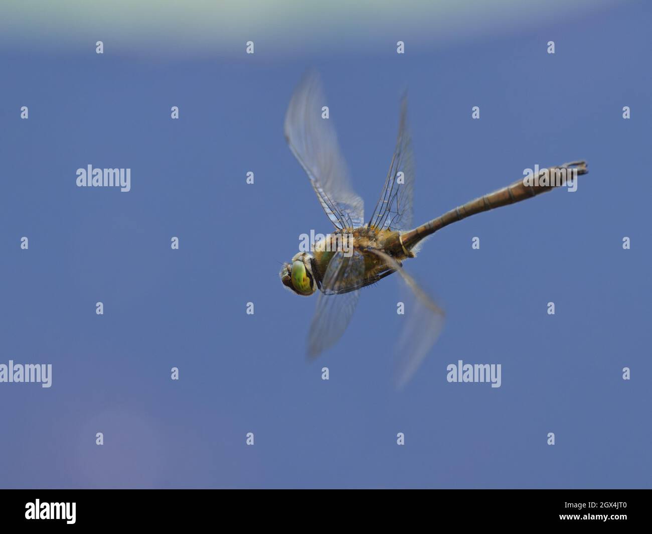 Downy Emerald Dragonfly - in volo Cordulia aenea Essex, UK IN002380 Foto Stock