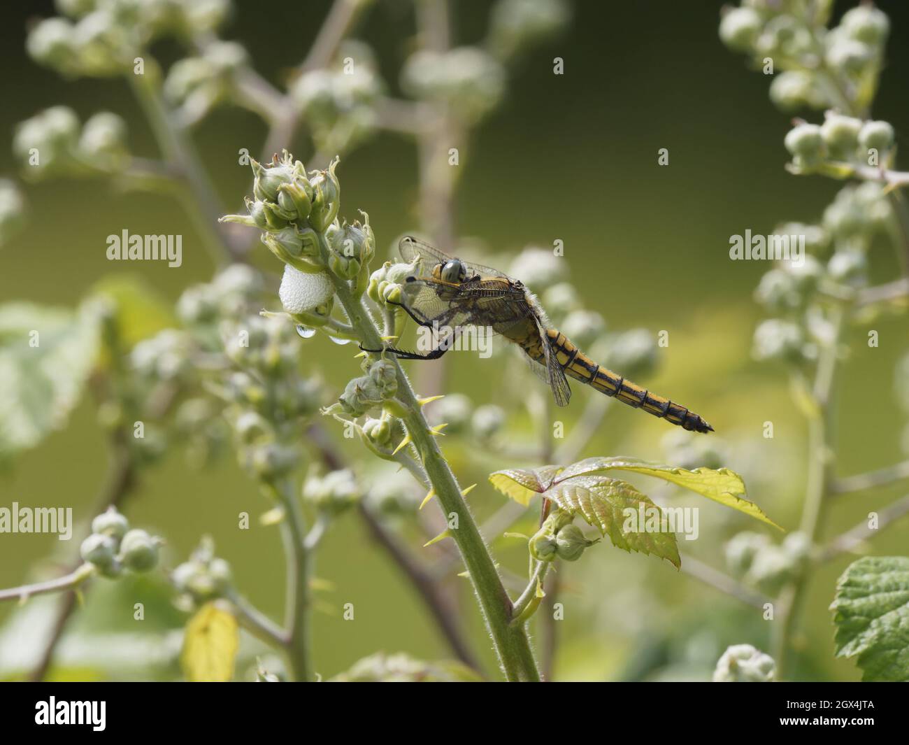 Skimmer Dragonfly con coda nera - Orthetrum cannellatum Essex femminile, UK IN002387 Foto Stock