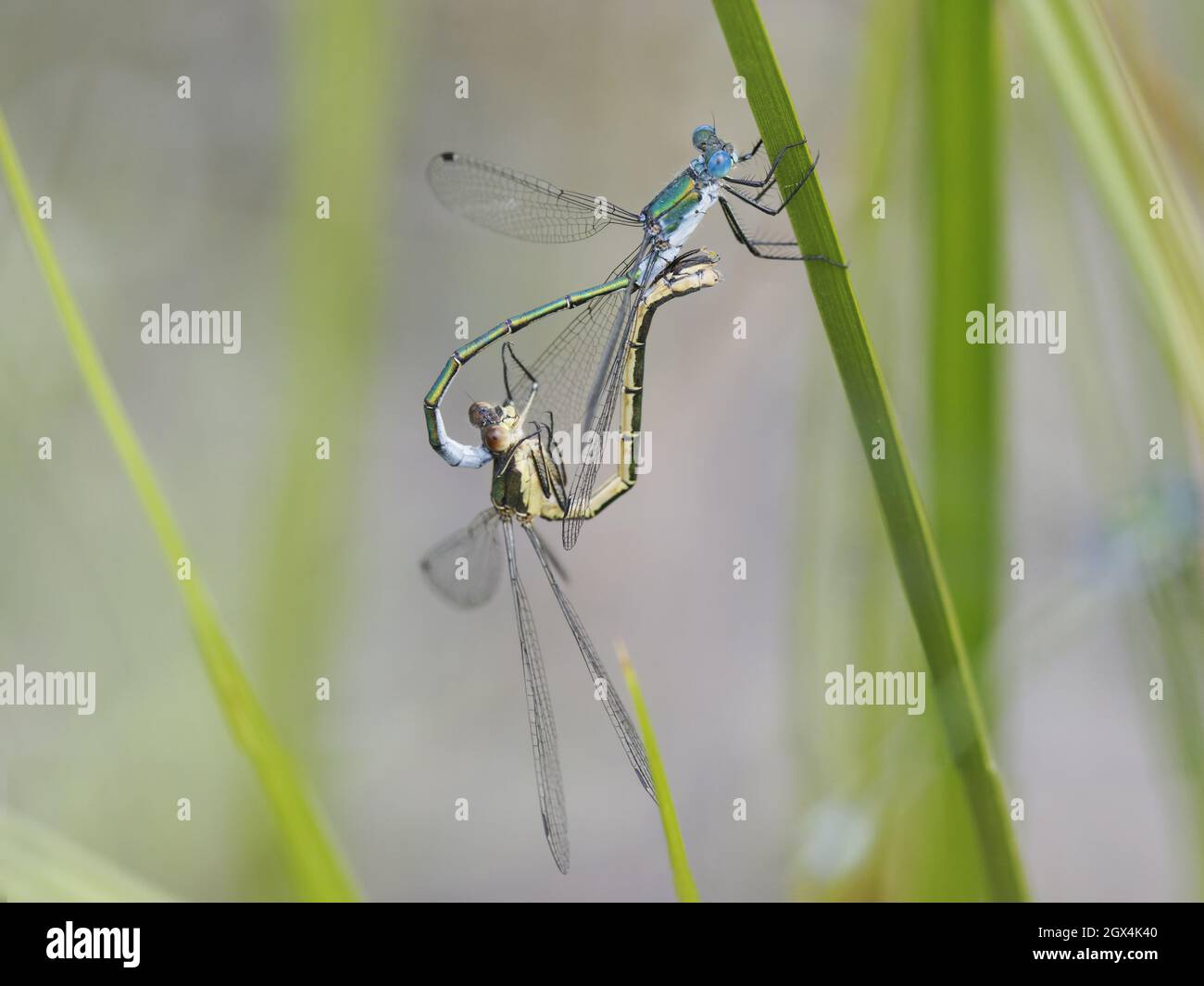 Scarce Emerald Damselfly - Coppia di accoppiamento Lestes dryas Essex, UK IN002439 Foto Stock