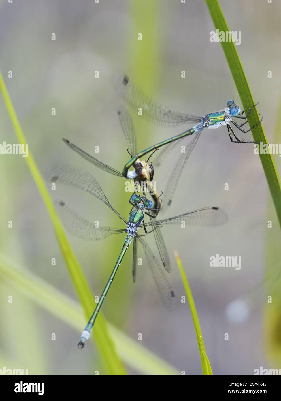Scarce Emerald Damselfly - accoppiamento coppia con 2o maschio Lestes dryas Essex,UK IN002445 Foto Stock