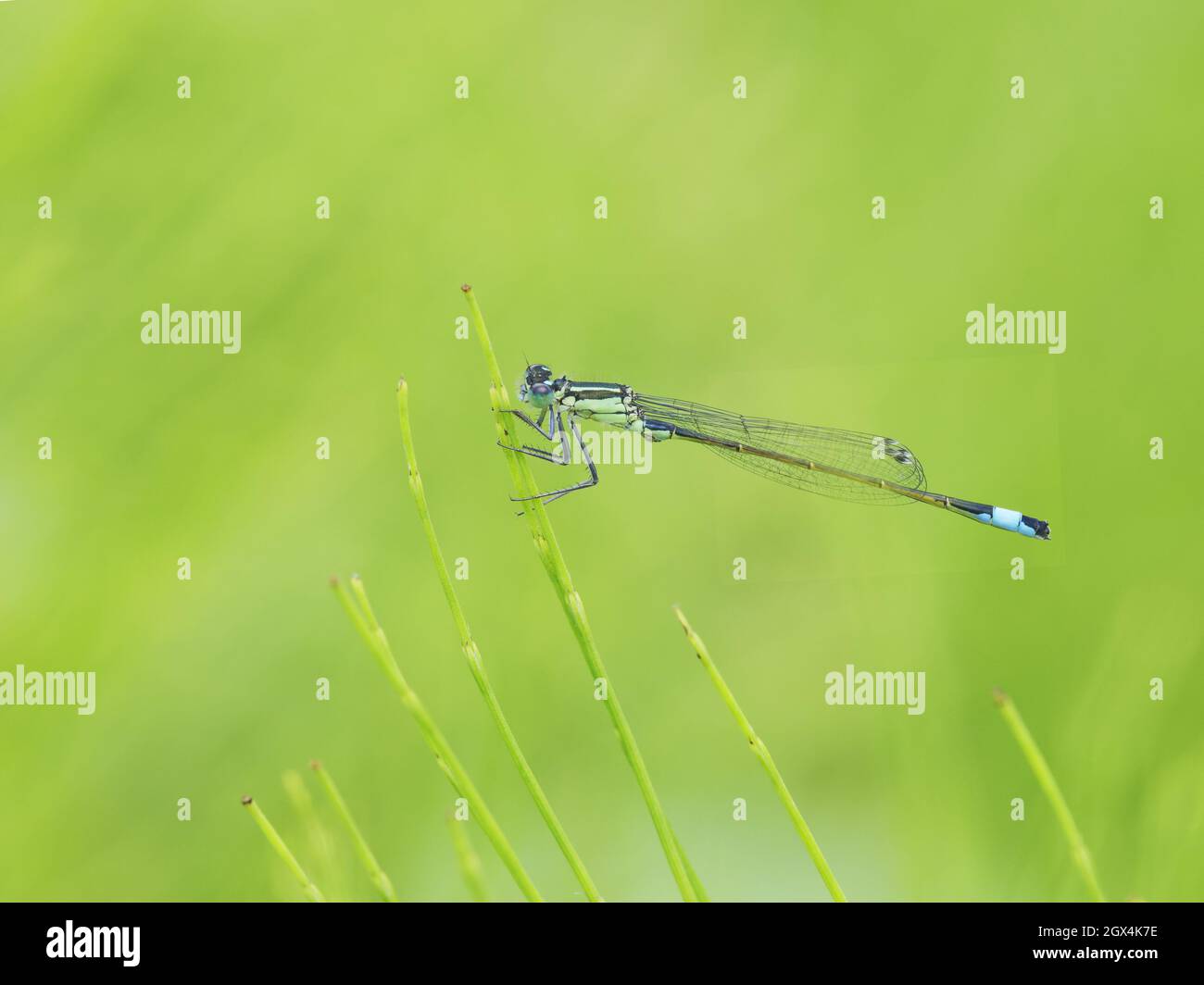 Damselfly Ischnura elegans Essex, Regno Unito IN002486 Foto Stock