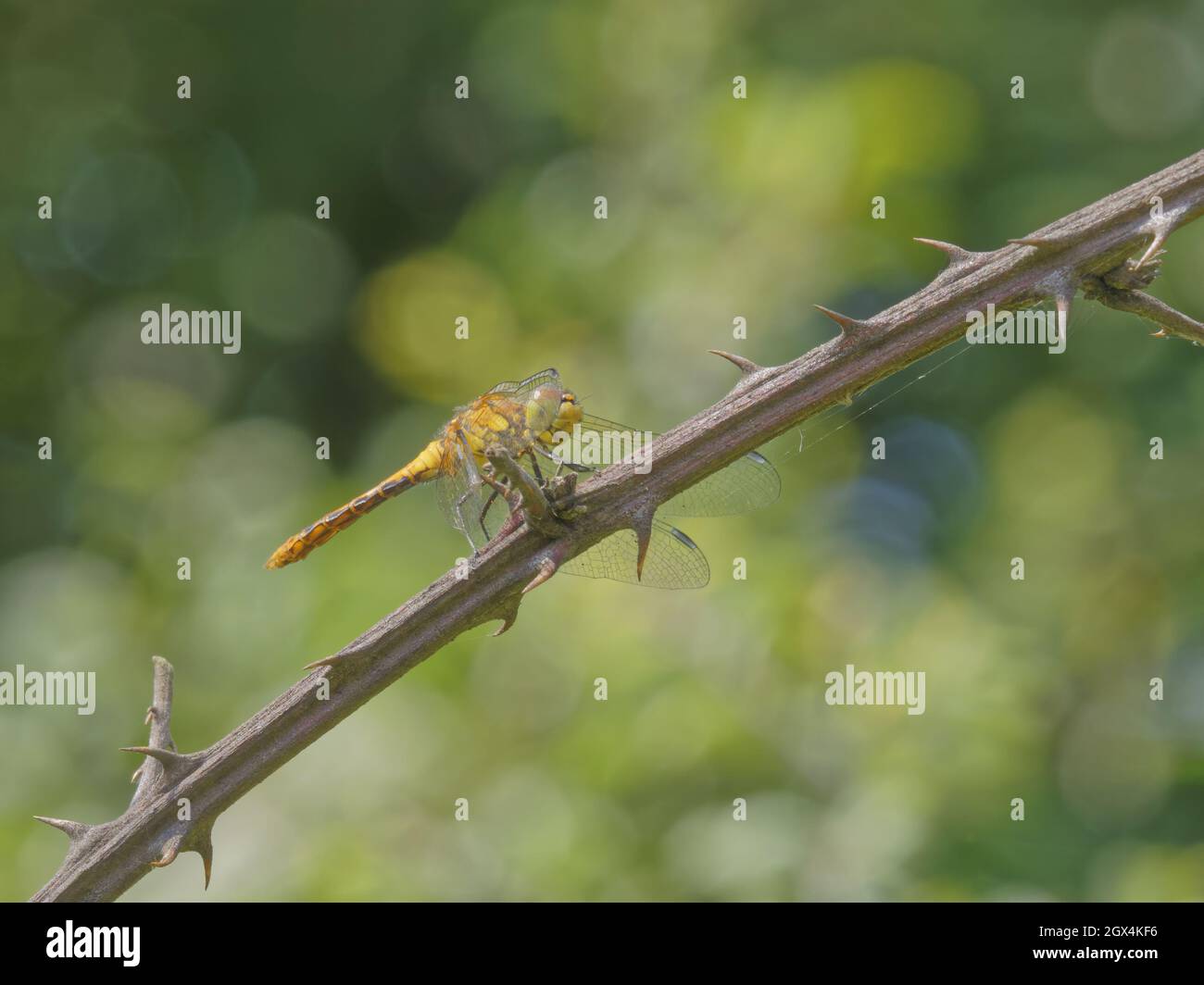 Ruddy Darter Dragonfly - femmina Sympetrum sanguineum Essex, UK IN002542 Foto Stock